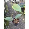 Hoya Hanhiae Yellow