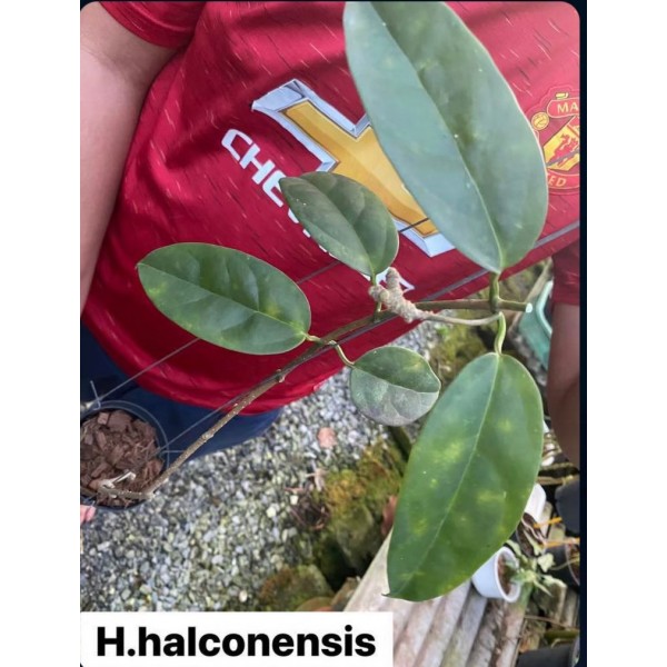 Hoya Halconensis