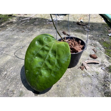 Hoya Glabra Borneo