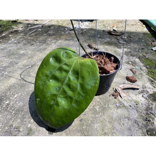 Hoya Glabra Borneo