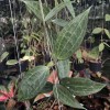 Hoya Macrophylla