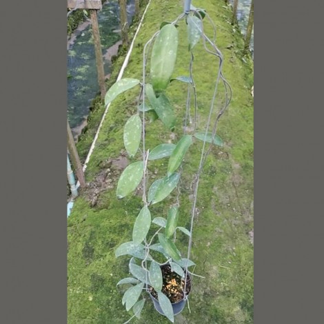 Hoya Phuwuaensis