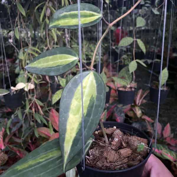 Hoya Macrophylla 'Pot Of Gold'