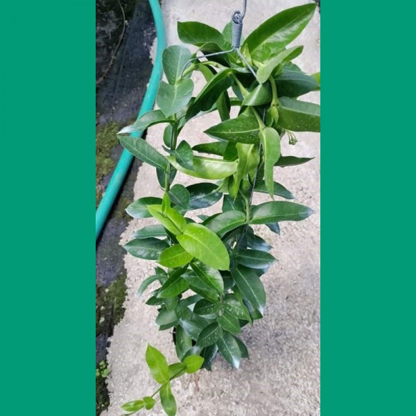 Hoya Densiffolia