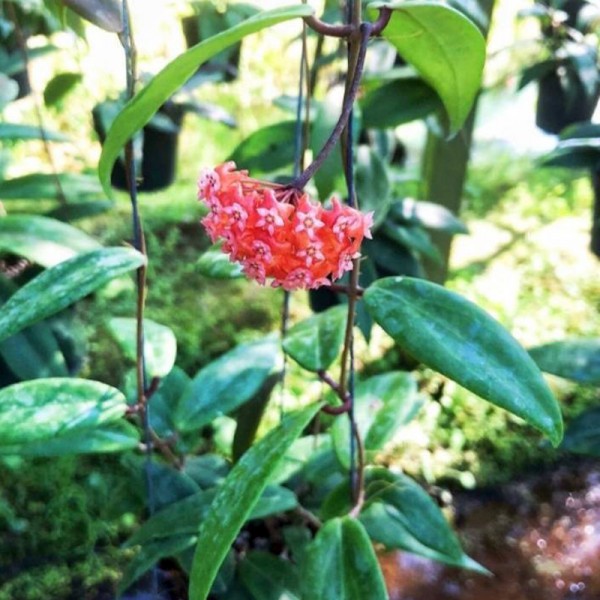 Hoya Ilagiorum Red