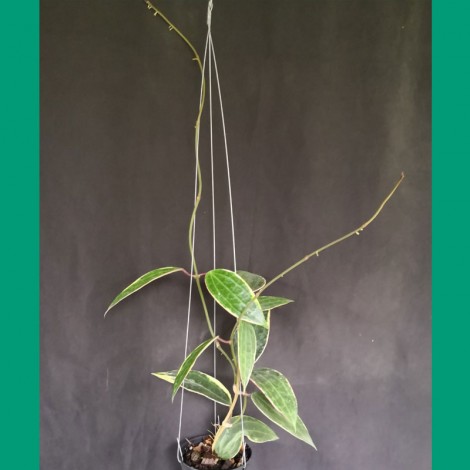 Hoya Macrophylla Variegata