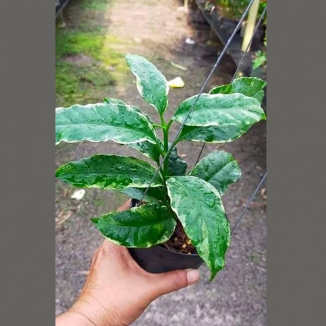 Hoya Multi Flora Albomarginata