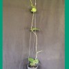Hoya Parasitica Heart-Leaf Shaped