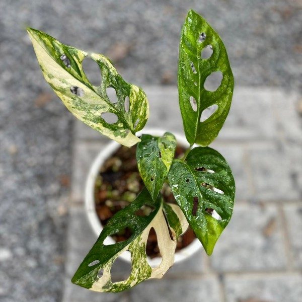 Monstera Adansonii Aurea (2-3 Leaves)