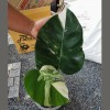 Monstera Albo (2 leaves / Small Size)