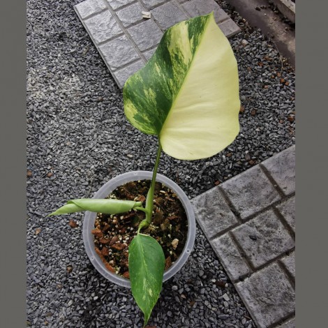 Monstera Aurea (2 Leaves / Medium Size)
