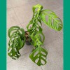 Monstera Esqueleto (4-5 Leaves)