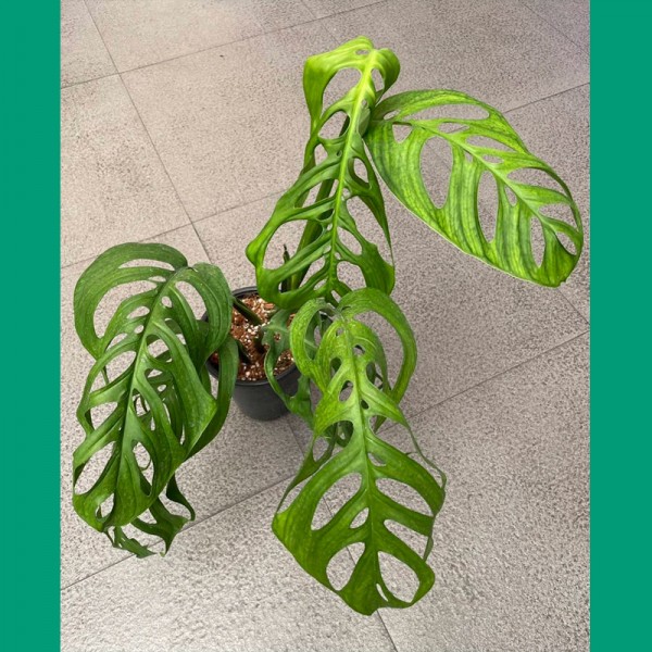 Monstera Esqueleto (4-5 Leaves)