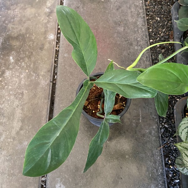 Philodendron 69896