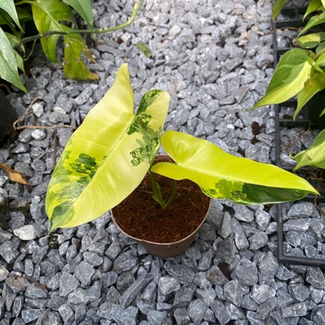 Philodendron Burle Marx (Small Size)