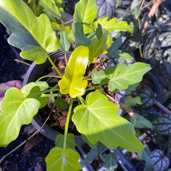 Philodendron Golden Xanadu