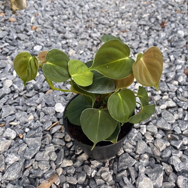 Philodendron Lupinum 