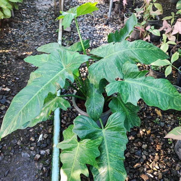 Philodendron Minarum (2-3 Leaves)