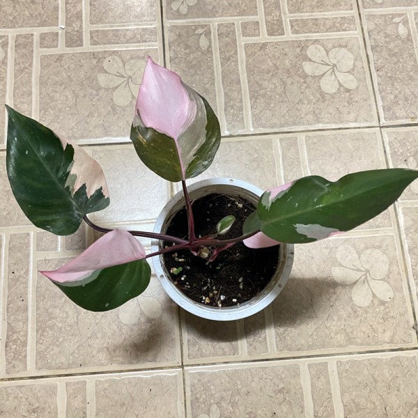Philodendron Pink Princess (Heavy Variegated)
