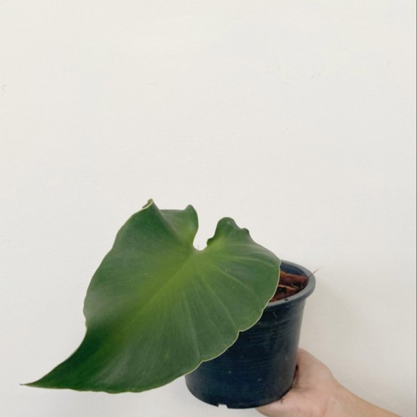 Philodendron Rogusum