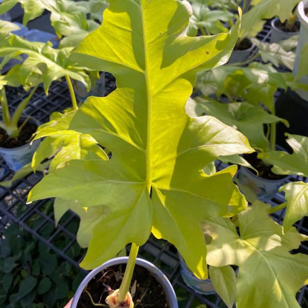 Philodendron Warscewiczii Flarum