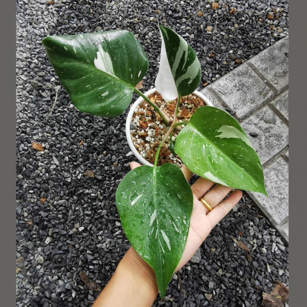Philodendron White Princess Marble