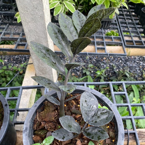 Zamioculcas Zamiifolia Black (Large)