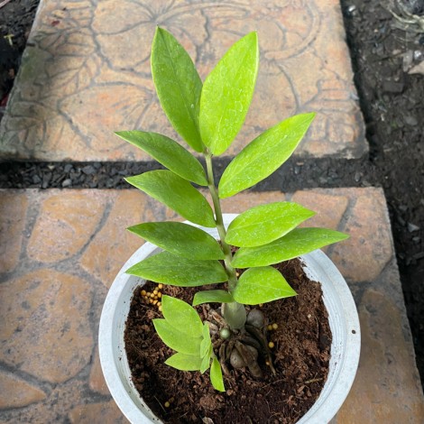 Zamioculcas Zamiifolia (Lodd.) Engl.